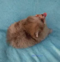 Tiny rare Chocolate Merle, blue eyes, a male Pomeranian for sale in West Palm Beach, FL – 9 of 10