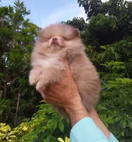 Teddy Bear  Chocolate  Merle, blue eyes, a male Pomeranian for sale in West Palm Beach, FL – 3 of 5