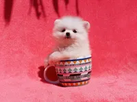 Snow White, a female Pomeranian for sale in West Palm Beach, FL – 1 of 9