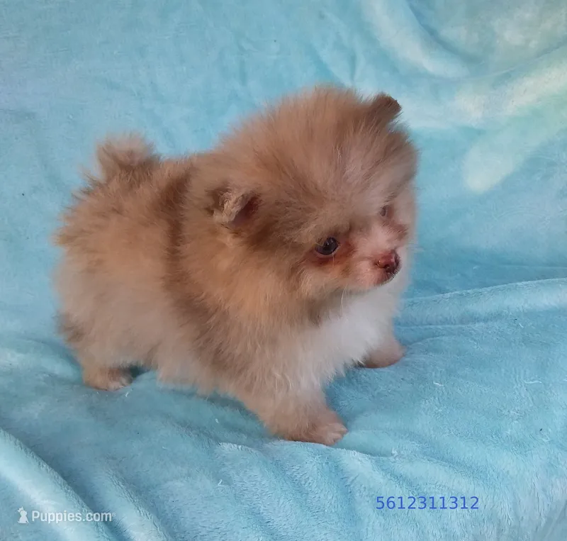 Teacup Chocolate   Merle, blue eyes – Pomeranian puppy for sale in West Palm Beach, FL