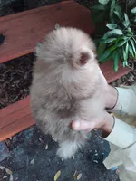 Exclusive Chocolate  Merle, blue eyes, a male Pomeranian for sale in West Palm Beach, FL – 9 of 10