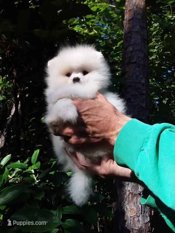 Plush White – Pomeranian puppy for sale in West Palm Beach, FL
