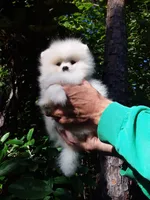 Plush White, a male Pomeranian for sale in West Palm Beach, FL – 8 of 9
