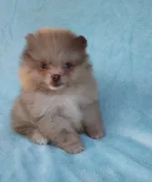 Teacup Chocolate   Merle, blue eyes, a male Pomeranian for sale in West Palm Beach, FL – 9 of 10