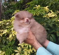 Teddy Bear  Chocolate  Merle, blue eyes, a male Pomeranian for sale in West Palm Beach, FL – 5 of 5