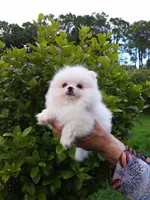 Tiny Ice White Teddy Bear, a male Pomeranian for sale in West Palm Beach, FL – 4 of 10