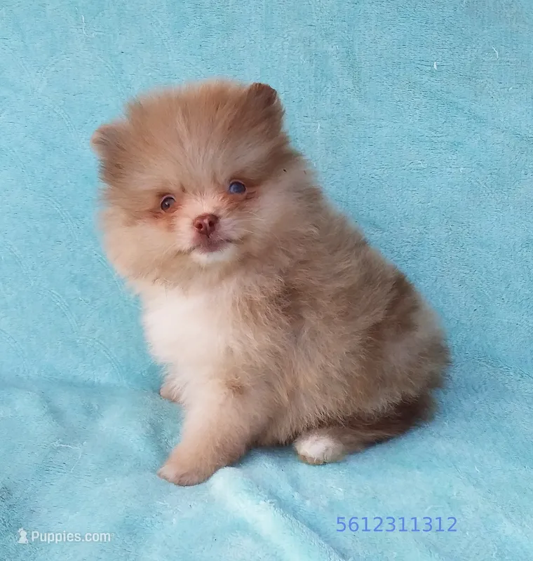Exclusive Chocolate  Merle, blue eyes – Pomeranian puppy for sale in West Palm Beach, FL