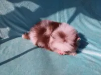Panda, a male Pomeranian for sale in West Palm Beach, FL – 5 of 10