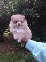 Toffee, a male Pomeranian for sale in West Palm Beach, FL – 10 of 10