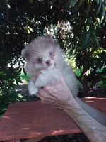 Exclusive Chocolate  Merle, blue eyes, a male Pomeranian for sale in West Palm Beach, FL – 8 of 10