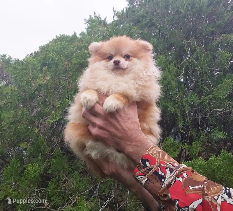 Apollon – Pomeranian puppy for sale in West Palm Beach, FL