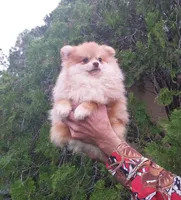 Apollon, a male Pomeranian for sale in West Palm Beach, FL – Photo 3 of 8