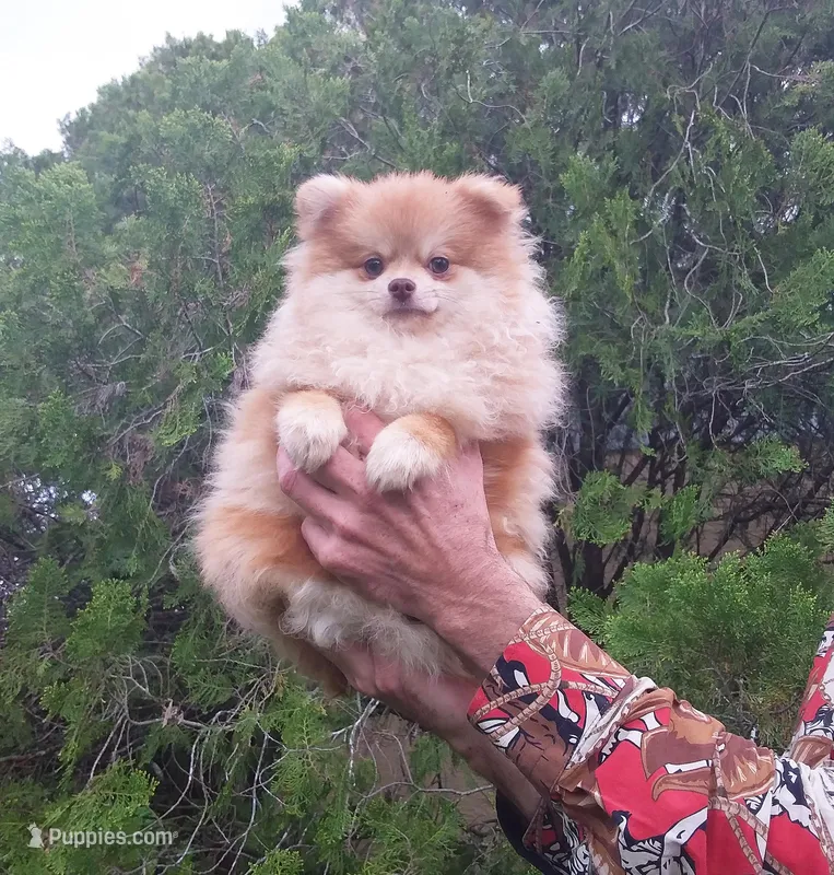 Apollon – Pomeranian puppy for sale in West Palm Beach, FL