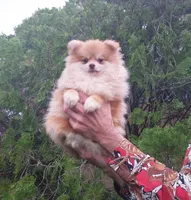 Apollon, a male Pomeranian for sale in West Palm Beach, FL – Photo 1 of 8