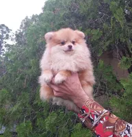 Apollon, a male Pomeranian for sale in West Palm Beach, FL – Photo 5 of 8