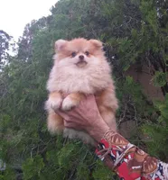 Apollon, a male Pomeranian for sale in West Palm Beach, FL – Photo 6 of 8