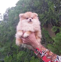 Apollon, a male Pomeranian for sale in West Palm Beach, FL – Photo 4 of 8