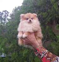 Apollon, a male Pomeranian for sale in West Palm Beach, FL – Photo 7 of 8