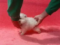 Snow White, a female Pomeranian for sale in West Palm Beach, FL – 4 of 9