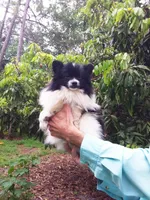 Baby, a female Pomeranian for sale in West Palm Beach, FL – 8 of 10