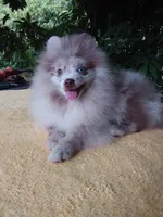 Rare Lilac Merle, blue eyes, a male Pomeranian for sale in West Palm Beach, FL – 3 of 10