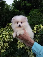 White Cloud, a female Pomeranian for sale in West Palm Beach, FL – 5 of 5