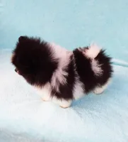Tiny Teddy Bear, a male Pomeranian for sale in West Palm Beach, FL – 8 of 10