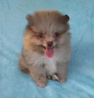 Teacup Chocolate   Merle, blue eyes, a male Pomeranian for sale in West Palm Beach, FL – 7 of 7