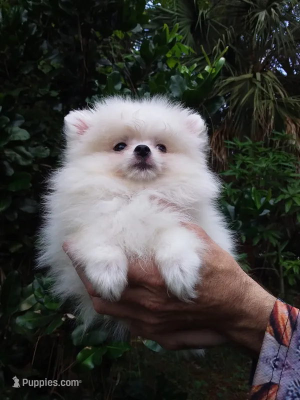 Snow White Baby – Pomeranian puppy for sale in West Palm Beach, FL