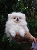 Snow White Baby, a female Pomeranian for sale in West Palm Beach, FL – 1 of 10
