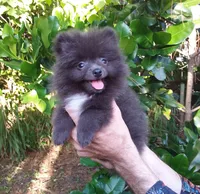 Sterling, a male Pomeranian for sale in West Palm Beach, FL – 5 of 9