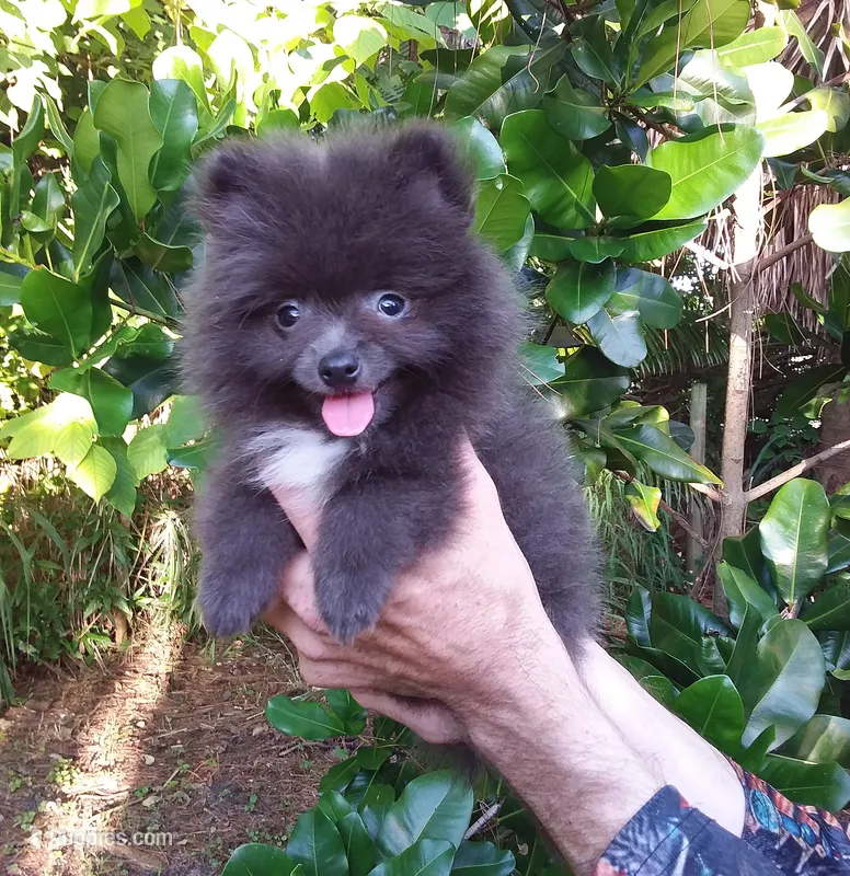 Sterling – Pomeranian puppy for sale in West Palm Beach, FL