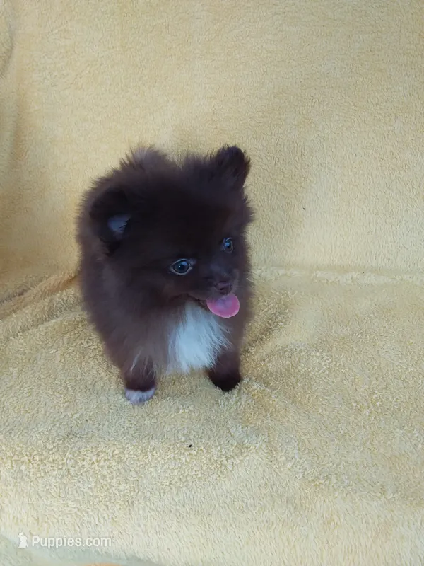 COCO – Pomeranian puppy for sale in West Palm Beach, FL
