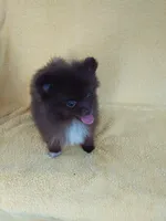 COCO, a female Pomeranian for sale in West Palm Beach, FL – 9 of 10