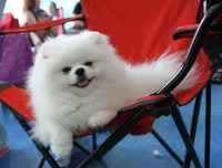White Teddy Bear, a female Pomeranian for sale in West Palm Beach, FL – 8 of 10