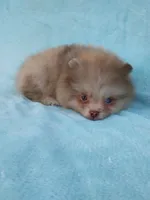 Teacup Merle, a  Pomeranian for sale in West Palm Beach, FL – 2 of 10