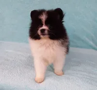 Tiny Teddy Bear, a male Pomeranian for sale in West Palm Beach, FL – 6 of 10