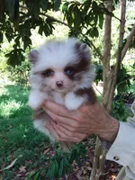 Panda, a male Pomeranian for sale in West Palm Beach, FL – 2 of 10
