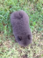 Blueberry, a male Pomeranian for sale in West Palm Beach, FL – 6 of 10