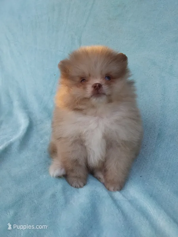 Teacup Chocolate   Merle, blue eyes – Pomeranian puppy for sale in West Palm Beach, FL