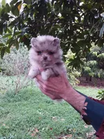 Chocolate  Merle Teddy Bear , blue eyes, a female Pomeranian for sale in West Palm Beach, FL – 6 of 8