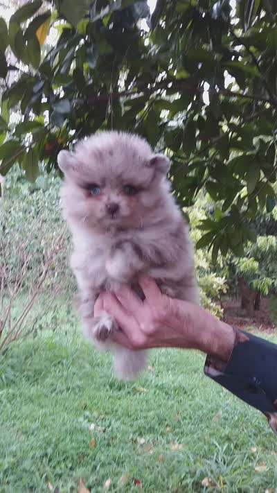Chocolate  Merle Teddy Bear , blue eyes, a female Pomeranian for sale in West Palm Beach, FL – 8 of 8
