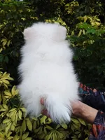 Snow White Baby, a female Pomeranian for sale in West Palm Beach, FL – 9 of 10