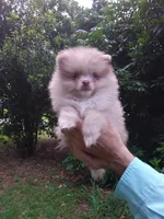 Toffee, a male Pomeranian for sale in West Palm Beach, FL – 9 of 10