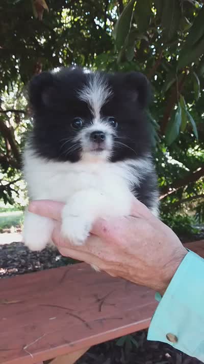 White with   Black, a male Pomeranian for sale in West Palm Beach, FL – 8 of 8