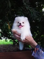 Tiny Ice White Teddy Bear, a male Pomeranian for sale in West Palm Beach, FL – 2 of 10