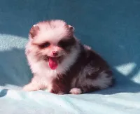 Panda, a male Pomeranian for sale in West Palm Beach, FL – 10 of 10
