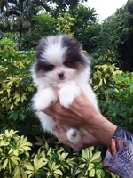 Teddy Bear, blue eyes, a male Pomeranian for sale in West Palm Beach, FL – 2 of 10