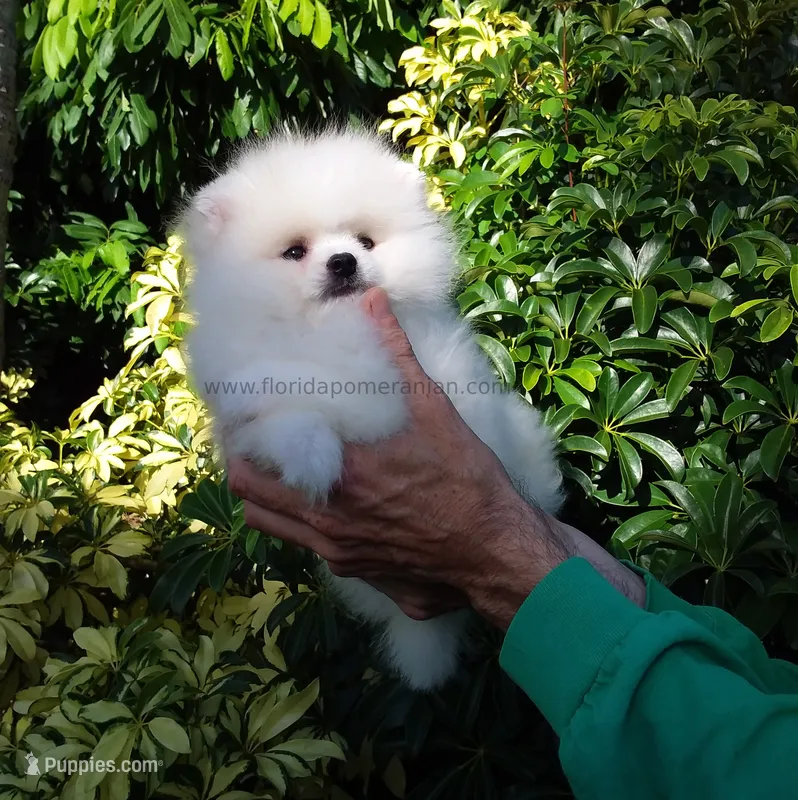 Show White Teddy Bear – Pomeranian puppy for sale in West Palm Beach, FL