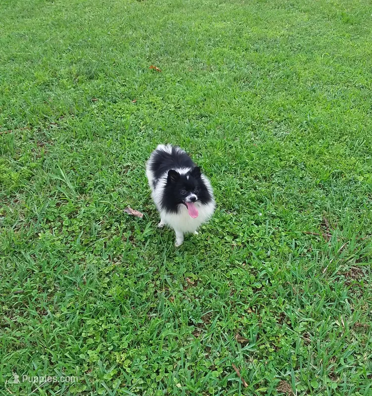 Baby – Pomeranian puppy for sale in West Palm Beach, FL